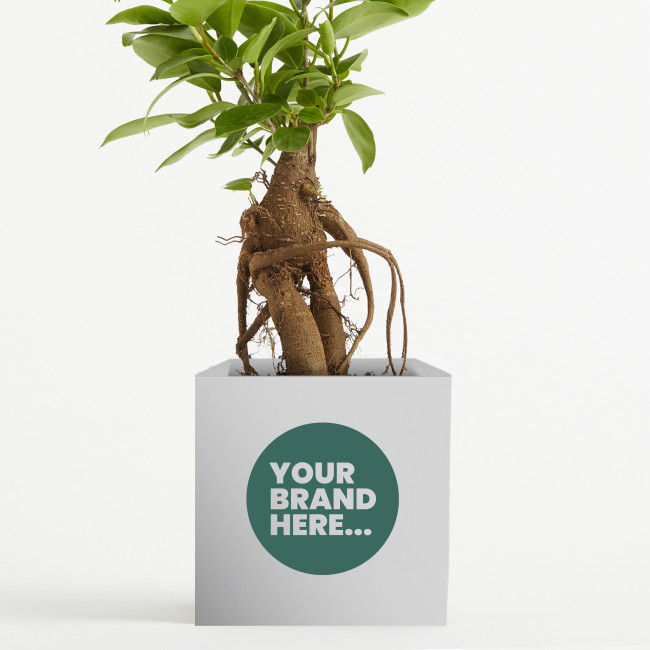 Custom Printed Plant Range 9cm