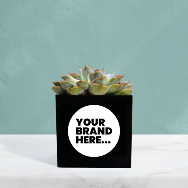 Custom Printed Succulent in Black Aluminium Pot