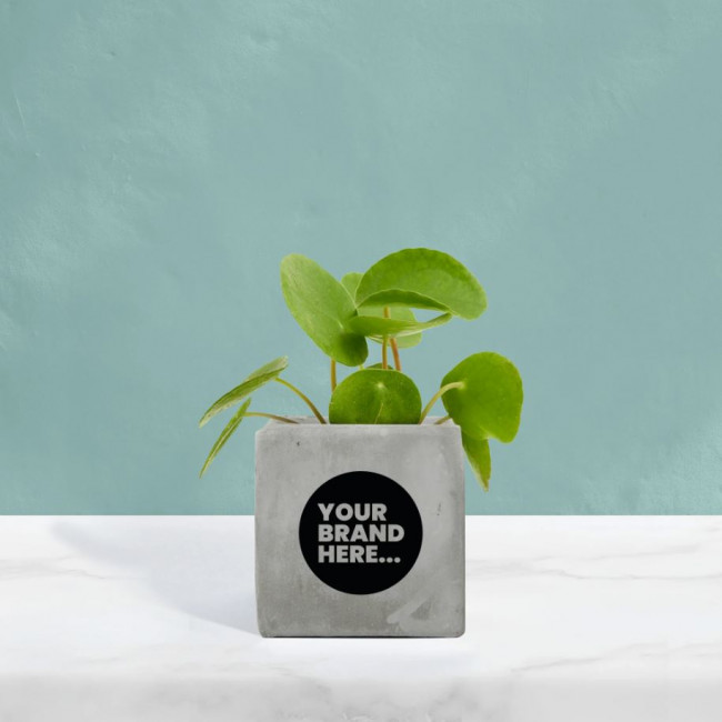 Custom Printed Money Plant in Grey Concrete Pot - Image 1