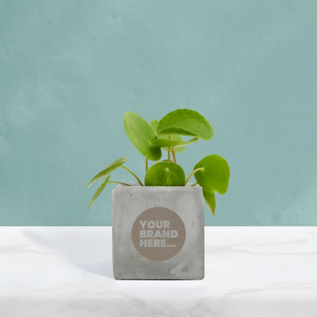 Custom Printed Money Plant in Grey Concrete Pot - Image 2