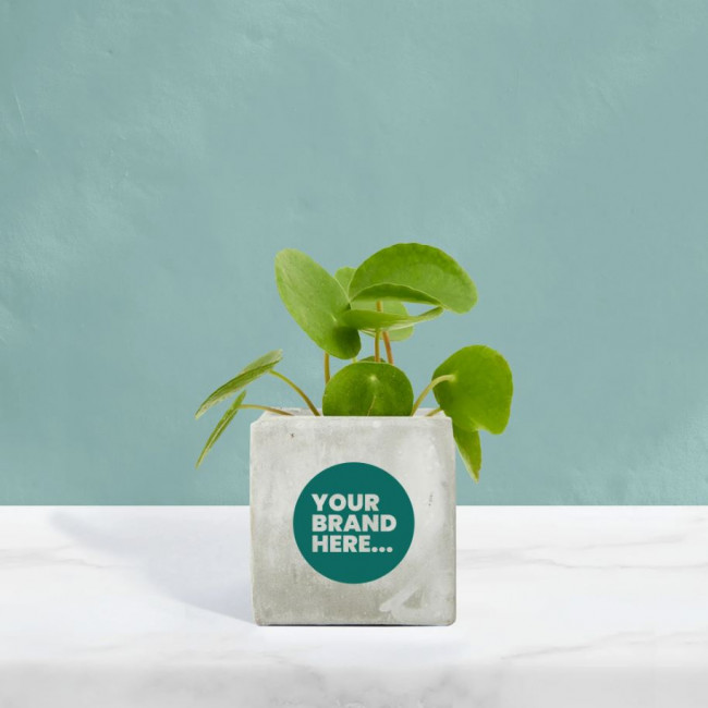 Custom Printed Money Plant in Marble Concrete Pot - Image 1