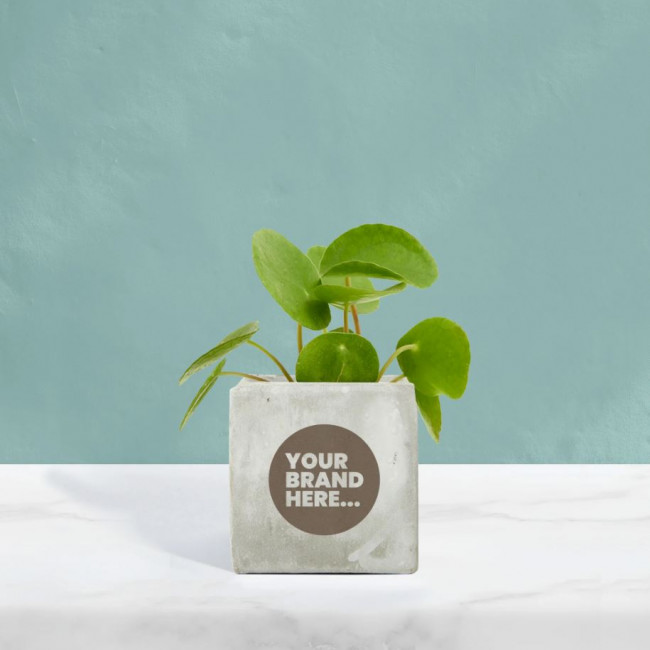 Custom Printed Money Plant in Marble Concrete Pot - Image 2