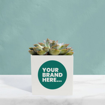 Succulent in White Aluminium Pot