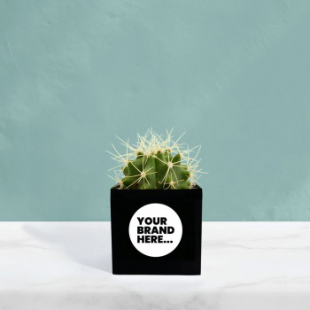 Cactus in Black Aluminium Pot