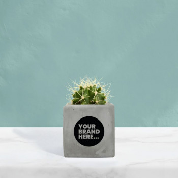 Cactus in Grey Concrete Pot