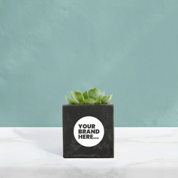 Succulent in Black Concrete Pot