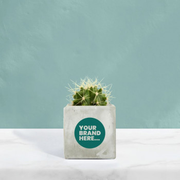 Cactus in Marble Concrete Pot